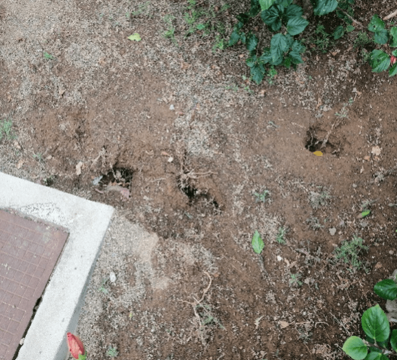 Los vecinos piden ayuda a la Concejalía de Sanidad / TA